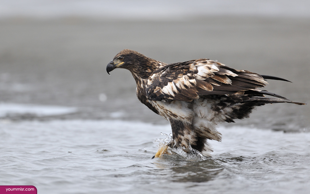 Photos Bald golden eagle facts 2015 California condor