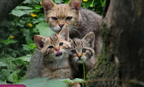 Photos Batter Sea cats home 2016 Bengal cat 2015