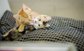 Photos Cats free to good home 2015 2016 wallpaper
