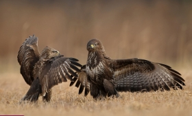 Photos Chicago black Hawk bird 2016 Zone-tailed