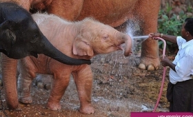Photos Elephant facts for kids 2015 Wildlife wallpaper