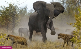 Photos Facts about elephants 2016 Wildlife wallpaper