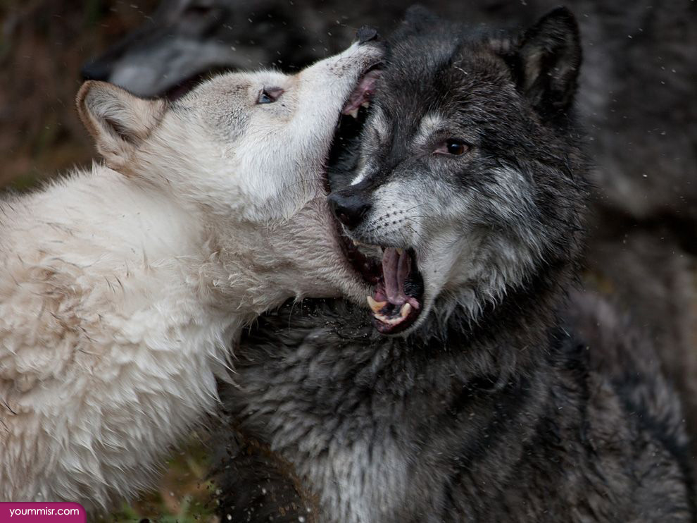 Photos Facts wolves for kids in the wild 2015 wallpaper