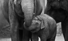 Photos Kerala Elephant facts 2016 Wildlife Jungle