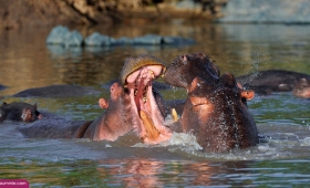 Photos hippo zoo Asian 2015 African Wildlife Jungle 2016
