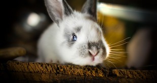 Photos largest rodent Mice RPhotos largest rodent Mice Rabbit 2015 Urchin factsPhotos largest rodent Mice Rabbit 2015 Urchin facts