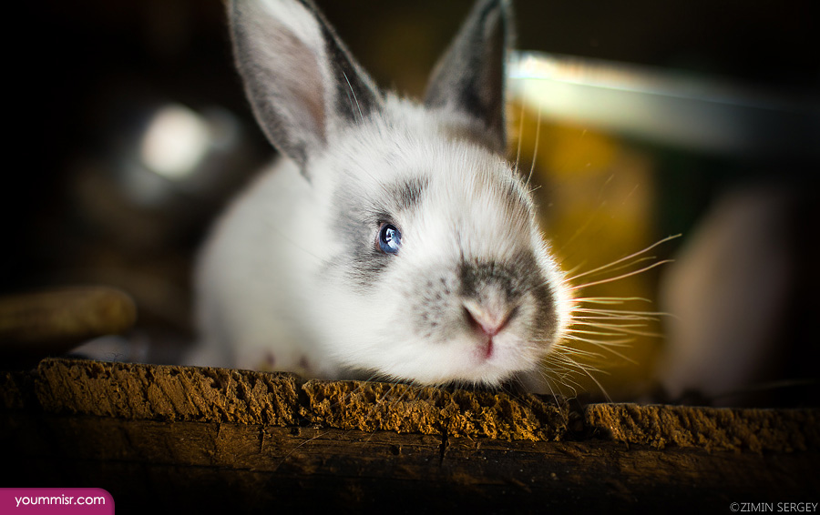 Photos largest rodent Mice Rabbit 2015 Urchin facts