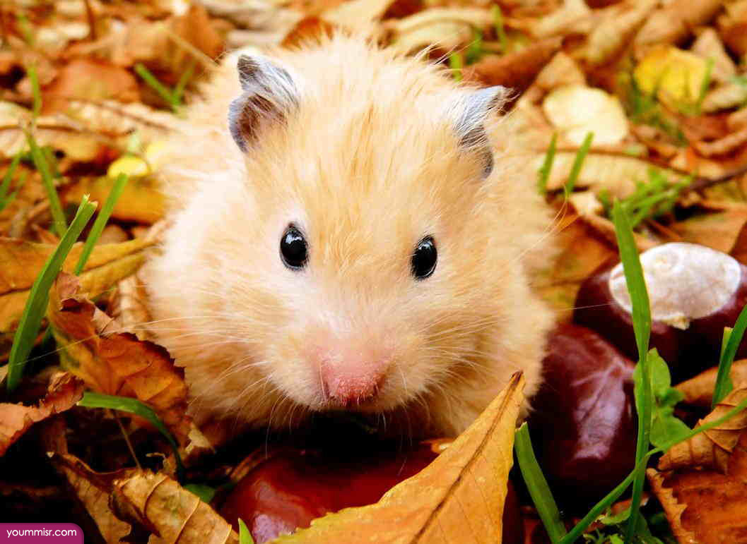 Photos largest rodent in the world Rabbit 2015