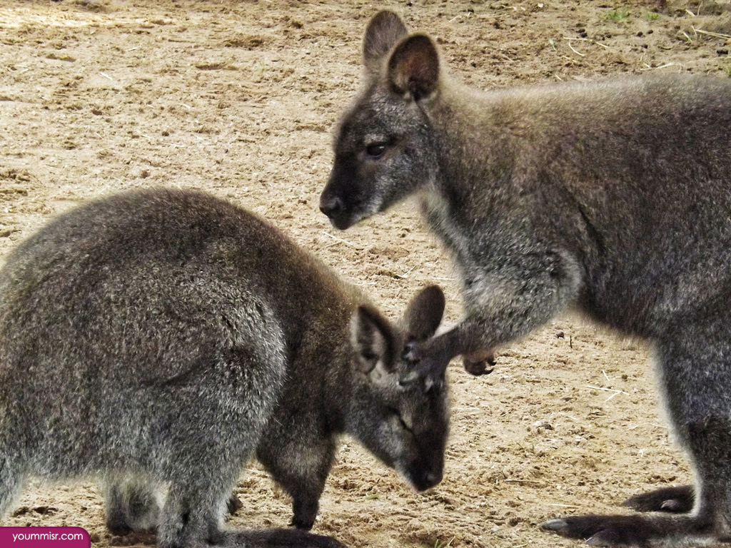 Photos largest rodent in the world Rabbit 2015
