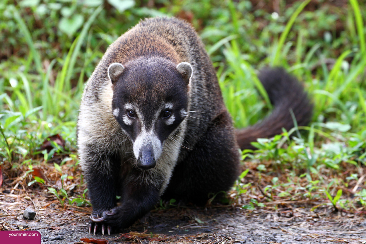 Photos largest rodent Photos largest rodent in the world Rabbit 2015