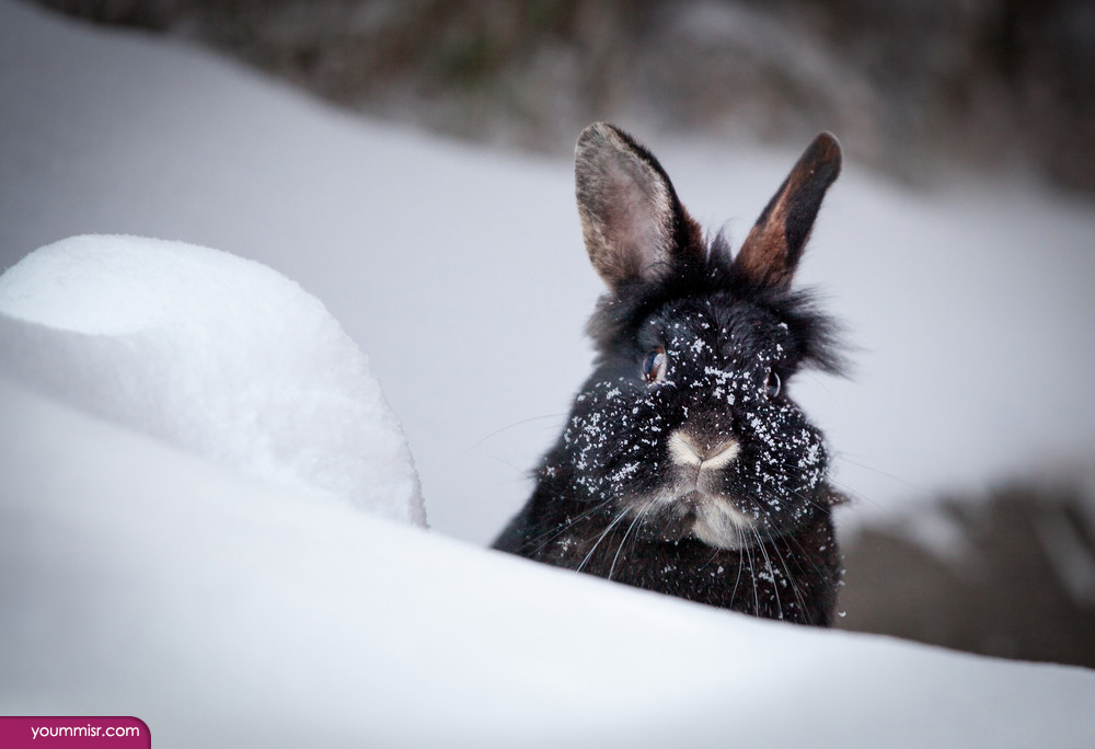 Photos largest rodent in the world Rabbit 2015