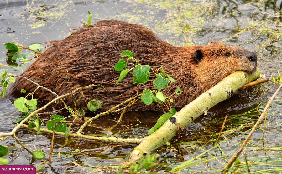 Photos largest rodent in the world Rabbit 2015