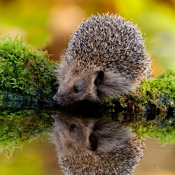 Photos largest rodent in the world Rabbit 2015