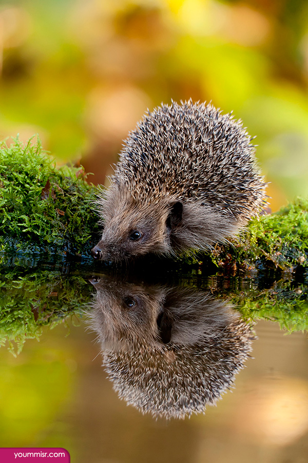 Photos largest rodent in the world Rabbit 2015