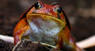 Photos list of rodents Mice Frog anaconda snake 2015