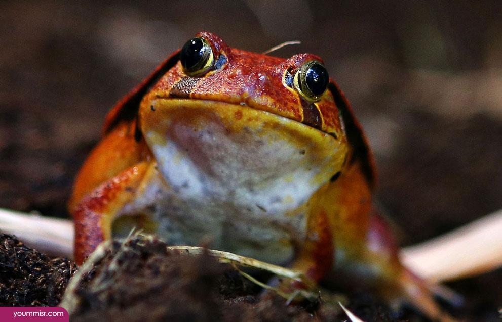 Photos list of rodents Mice Frog anaconda snake 2015