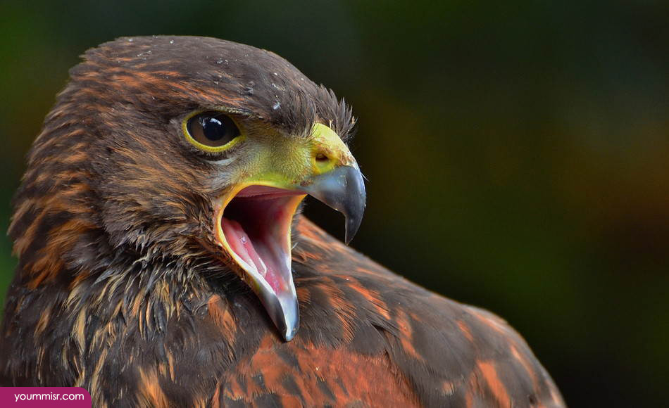 Pictures of Harris's hawk 2015 American kestrel