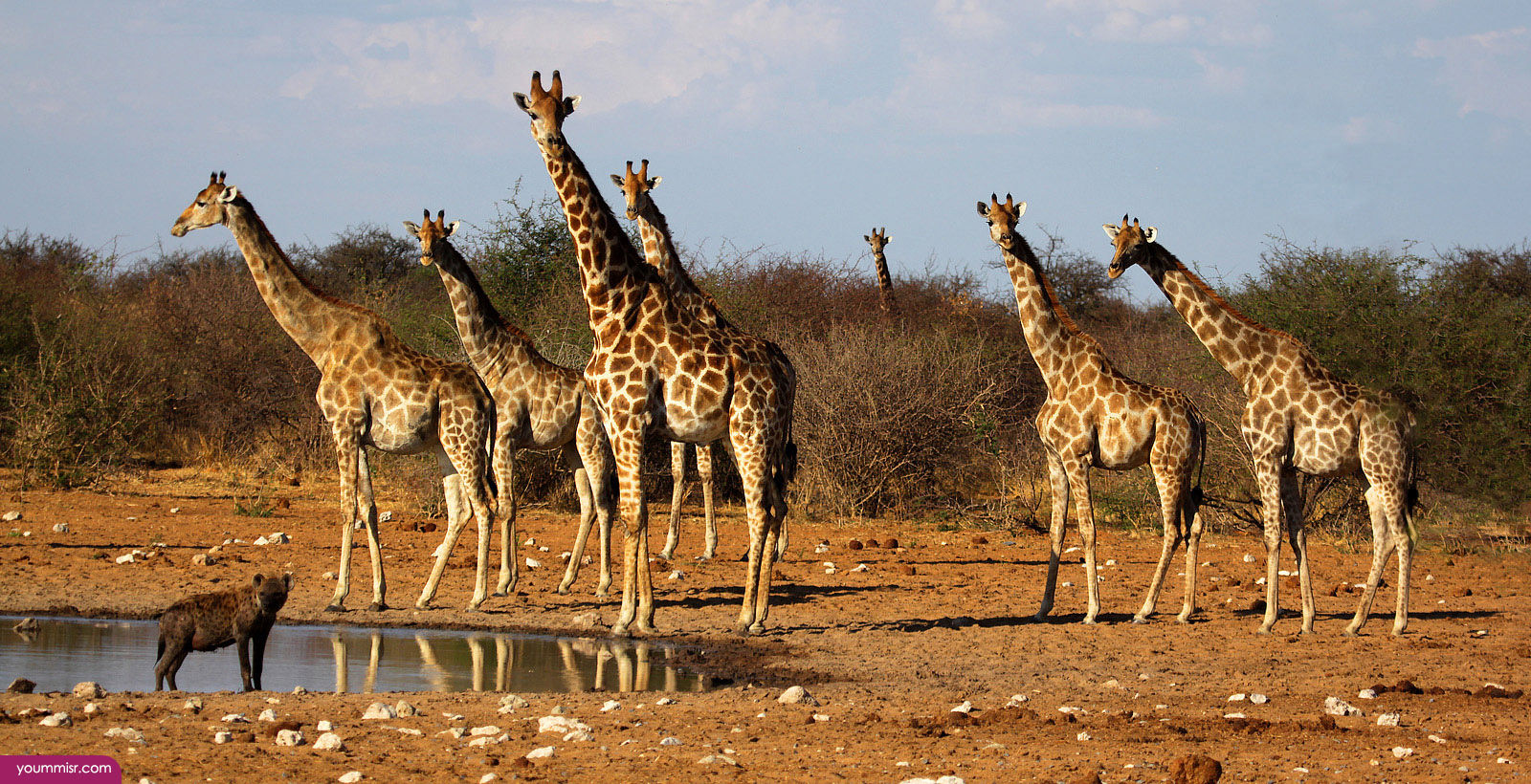 Pictures of baby African giraffes facts 2015 Life 2016