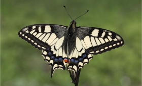 Pictures of butterfly tattoos facts 2015 Free photos