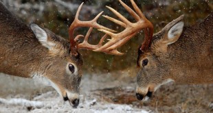 Pictures of deer Dhabi facts 2016 animPictures of deer Dhabi facts 2016 animals wallpaper 2015