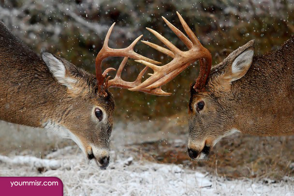 Pictures of deer Dhabi facts 2016 animPictures of deer Dhabi facts 2016 animals wallpaper 2015