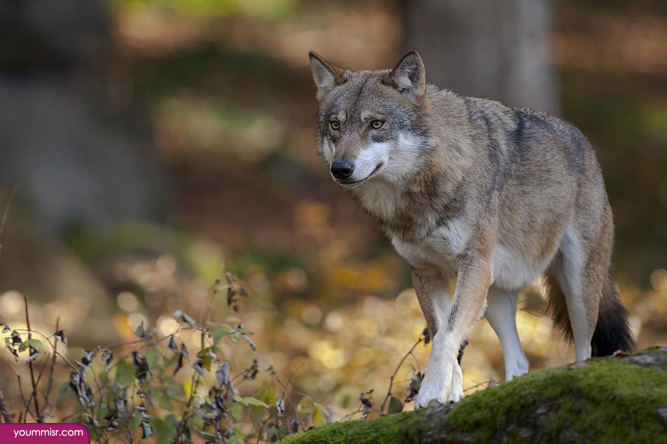 Pictures of grey black wolves fighting 2015 wallpaper