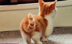 Pictures of ragdoll cats rescue 2015 cats’ types 2016