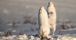 Pictures of snake’s rodents list Mice rabbit’s 2016