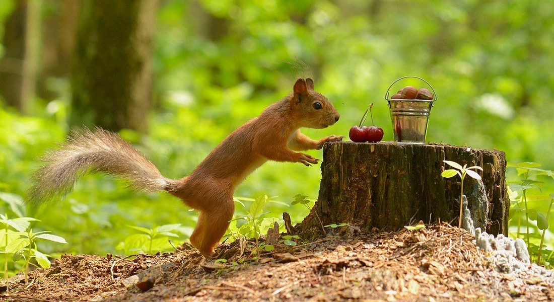 Pictures types of snakes rodents Mice Rabbit 2015