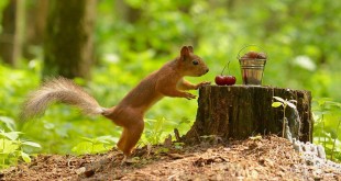 Pictures types of snakes rodents Mice Rabbit 2015