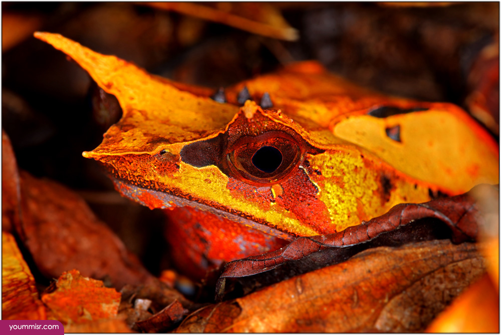 Pictures types of snakes rodents Mice Rabbit 2015