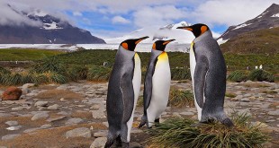 Pittsburgh penguin photos 2015 2016 the Arctic wallpaper