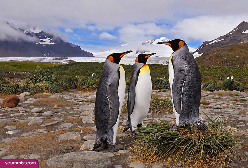 Pittsburgh penguin photos 2015 2016 the Arctic wallpaper