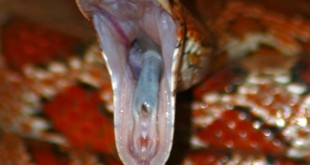 Small rodents list Rabbit snakes pictures 2015