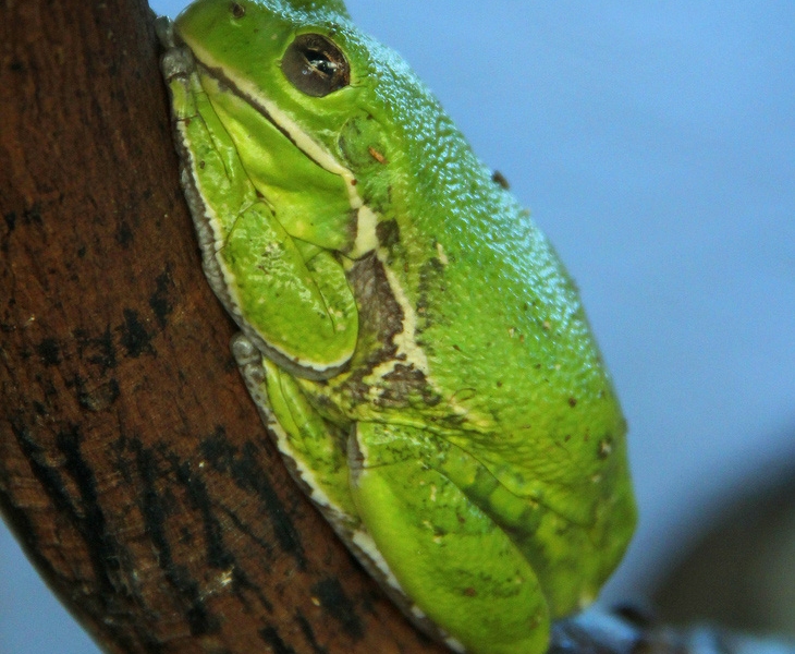 Snake photo are rabbit’s rodents Frog 2015 wallpaper