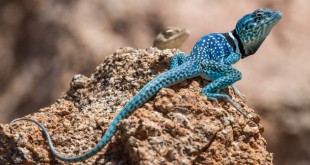 Snake photos largest rodents Mice Frog 2016 facts