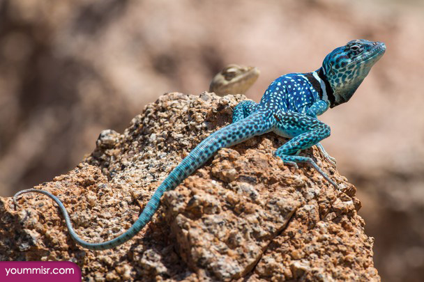 Snake photos largest rodents Mice Frog 2016 facts