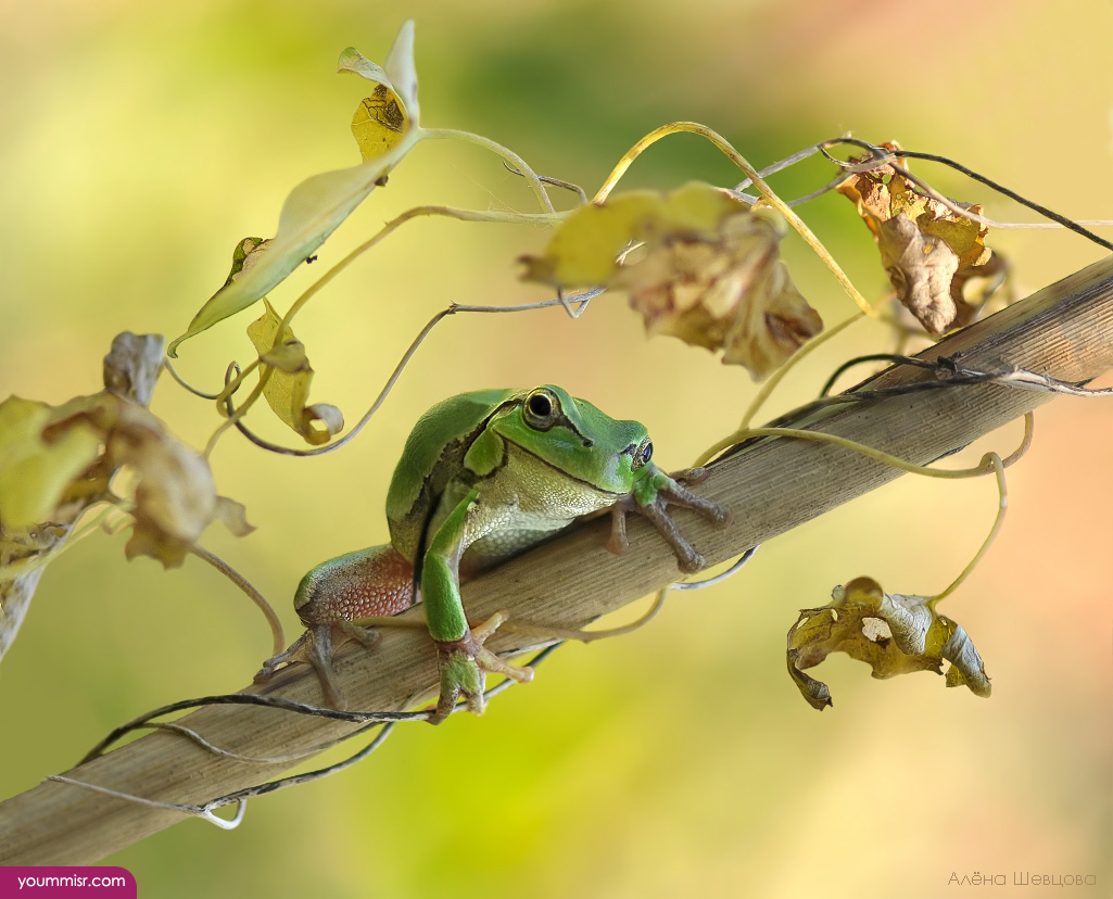 Snakes photos rodent types Mice Rabbit 2016