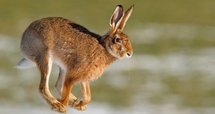 Snakes photos rodent types Mice Rabbit 2016