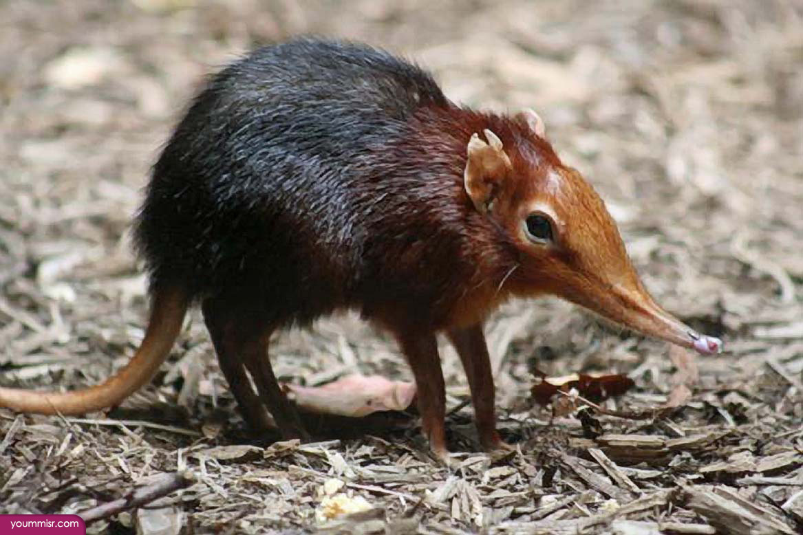 Snakes photos rodent types Mice Rabbit 2016