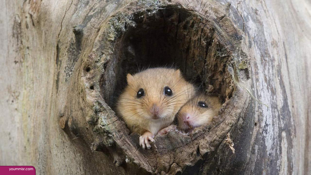Snakes photos rodent types Mice Rabbit 2016
