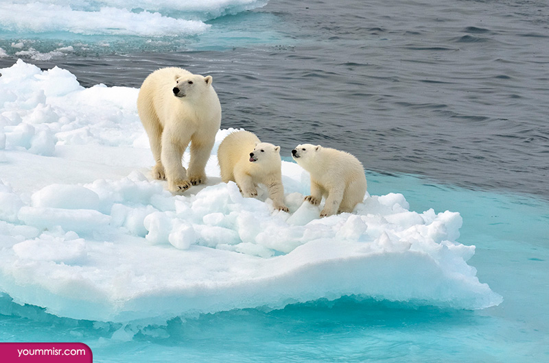 What do polar bears eat 2015 2016 Photos Arctic