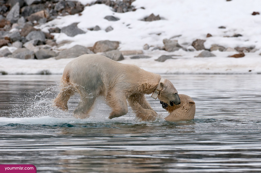 Where polar bears live 2015 2016 Antarctic wallpaper