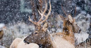 White tailed deer pictures Dhabi facts 2015 wallpaper