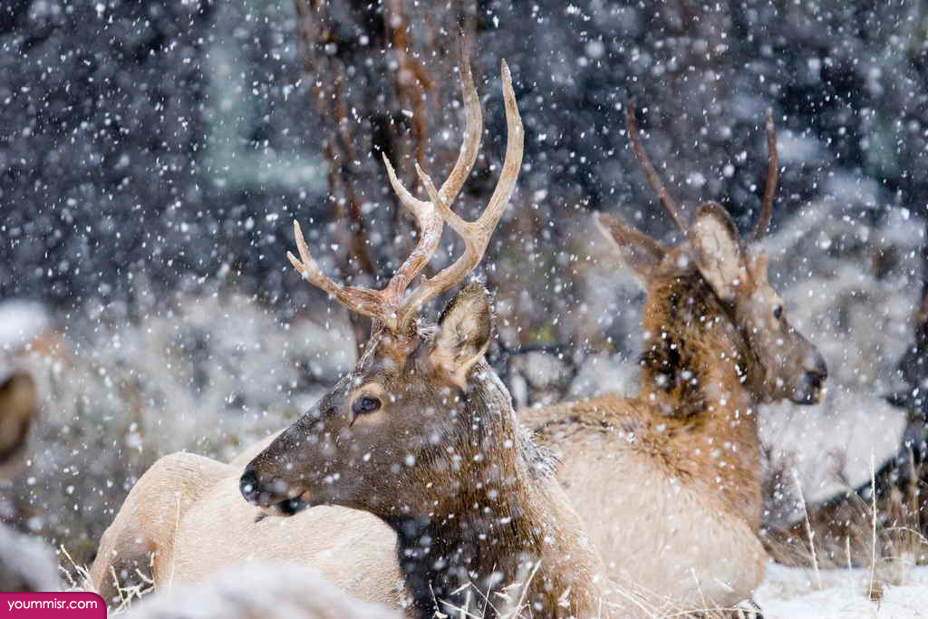 White tailed deer pictures Dhabi facts 2015 wallpaper