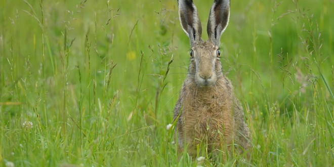 all about snakes Mice Fugitive Frog Rabbits facts