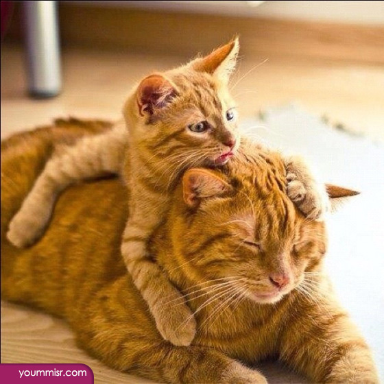 funny animal pictures for kids 2015 insult jokes 2016