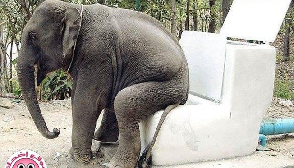 funny pictures girls 2015 non veg joke 2016