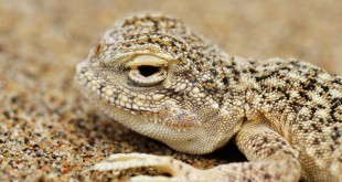 images of snakes Mice Fugitive Frog type wallpaper 2015