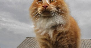 list of cat breeds 2015 funny cat photos 2016